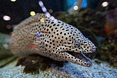 《心灵杀手2》发布更新 新增PS5 PRO关闭PSSR选项