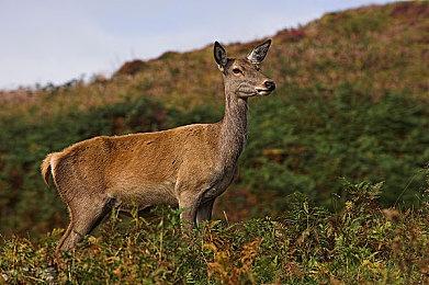 回合制策略肉鸽游戏《沙行者》现已在Steam平台抢先体验推出 获多半好评